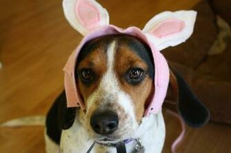 Cute Alert Mazie The Easter Beagle Popsugar Pets
