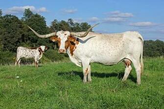 Longhorn Cow Wizzard Struck