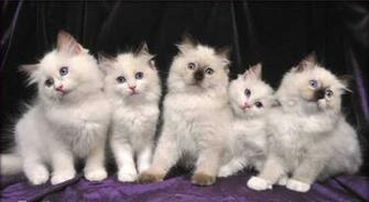 Ragdoll Kittens Wallpaper