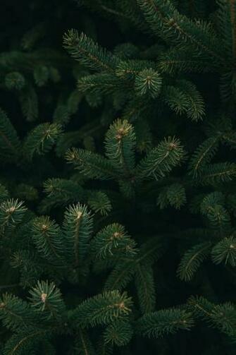 Christmas Tree Image HD Pictures Photos