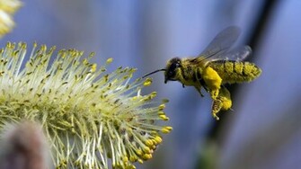 Bee HD Image