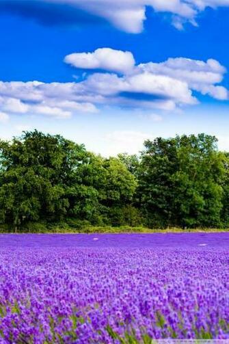 V Kbytes Farm Lavender Field Mob HD