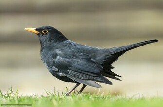 Wallpaper Blackbird Black Thrush Desktop In