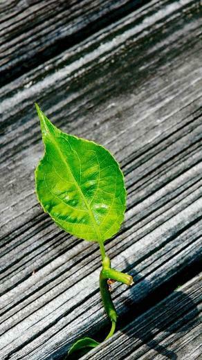 Wallpaper Samsung Galaxy Note Ultra HD X