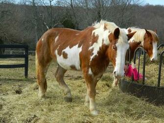 Paint Horse Angelic Hugs