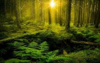Nature Landscape Ferns Forest Trees Moss Green Shrubs