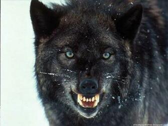 Lobo Negro Fondos De Pantalla Imagenes HD Gratis iPhone