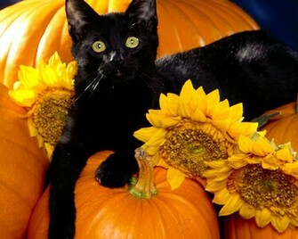 Pumpkin Wallpaper Weddingdressin