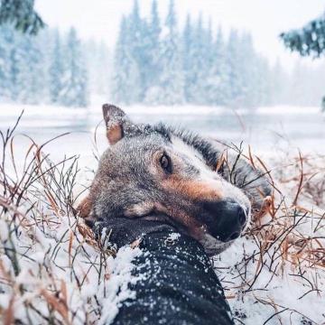Stunning Phone Wallpaper For People And Animals Of
