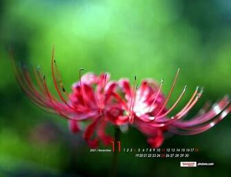 Yahoo Desktop Nature Wallpaper In HD