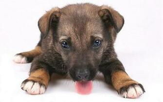 Puppy Wallpaper 3d Dogs Puppies