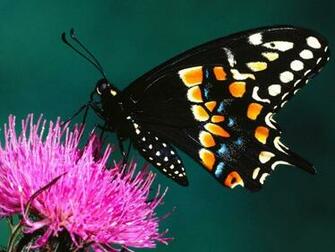 Butterflies Image Beautiful HD Wallpaper And