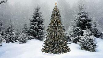 Winter Wonderland HD Wallpaper Of