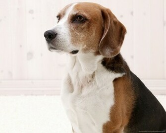 Proud American Foxhound Wallpaper
