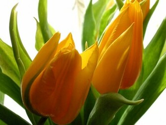 Flowers For Flower Lovers Beautiful Wallpaper
