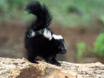 Baby Skunk Animals
