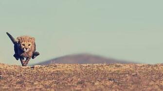 Ing Running Cheetah Cub Animal HD Wallpaper