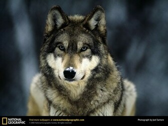 Wolf Picture Desktop Wallpaper