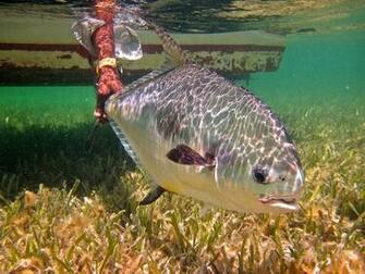 Sage Fly Fishing Wallpaper Trending Space
