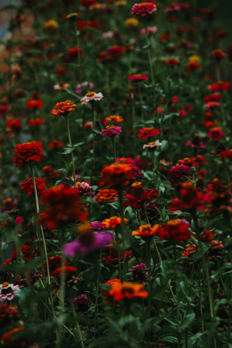 Wildflowers Wallpaper On