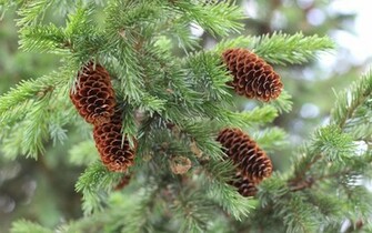 Pine Tree Cones Wallpaper