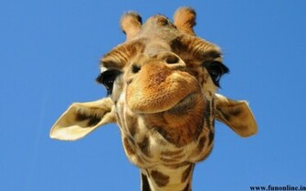 Giraffe Wallpaper Tallest Animal To