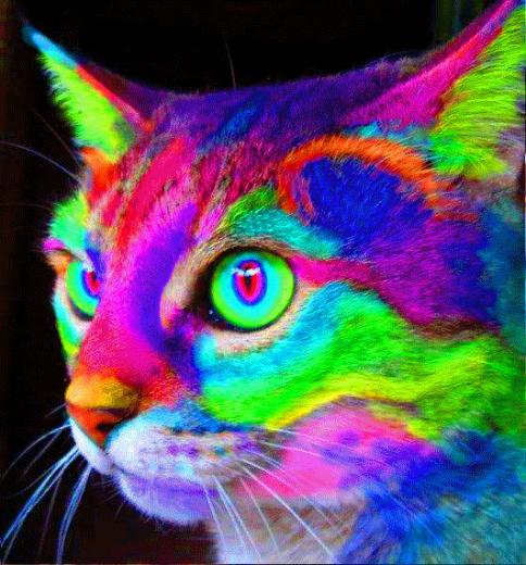 Trippy Cat
