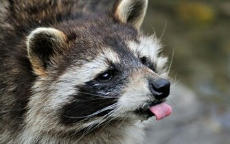 Raccoon Wallpaper