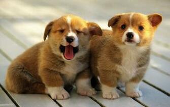 Corgi Mix Pembroke Welsh Photos Pictures