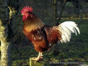 Hens Wallpaper HD