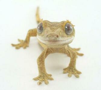 Crested Gecko Wallpaper