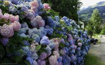 Wallpaper Hydrangea Shrubs Street Live Desktop