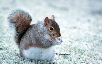 HD Animals Wallpaper