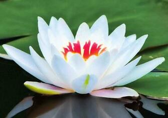 Lotus Flowers Wallpaper High Definition For Desktop