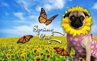 Betty Black On Pugs