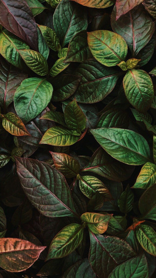 Wallpaper For iPhone