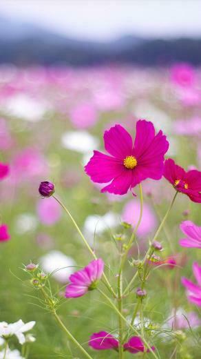 Beautiful Flowers In Full Bloom Getphotos