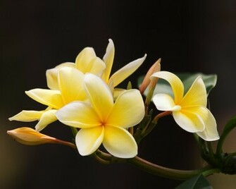 Frangipani Flowers Wallpaper