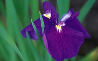 Blue Bearded Iris Wallpaper