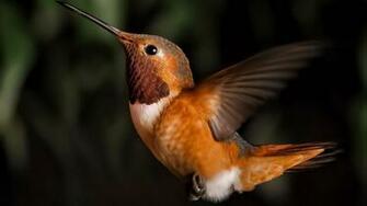 Pure High Definition HD You Can Cool Desktop Image For
