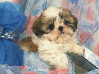 Wallpaper Da237072f Wallcoo Desktop Lovely Puppy