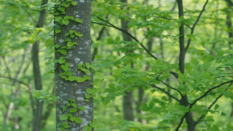 Green Tree Wallpaper
