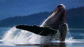 Whale Wallpaper For Desktop Image