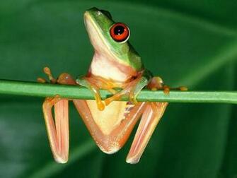 Funny Frog Wallpaper