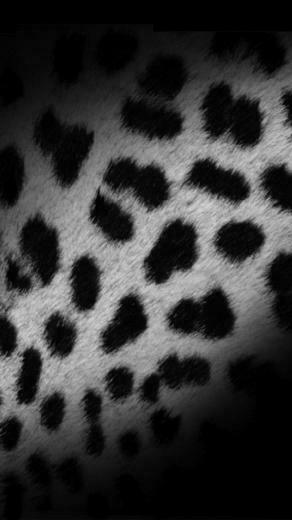 Black And White Leopard Skin iPhone Plus