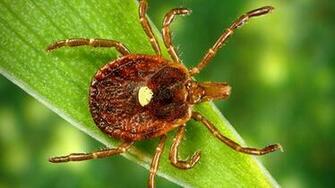 What Is Alpha Gal Allergy Lone Star Tick Bites Can Cause Red Meat