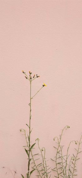 Minimalist Flower Aesthetic Wallpaper