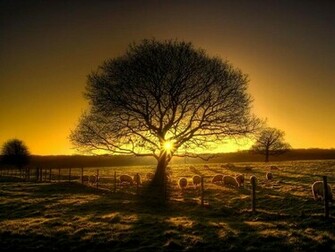 Cool Sunset Wallpaper