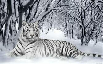 Achtergrond Screensavers Wit Tijger Wallpaper