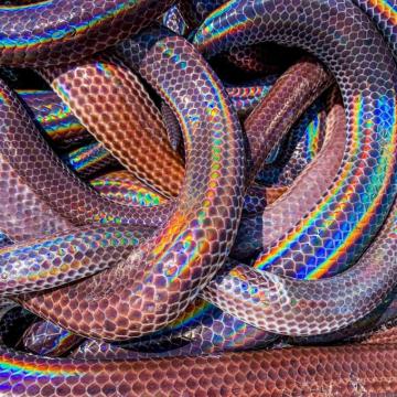 Sunbeam Snake Known For Their Highly Iridescent Scales
